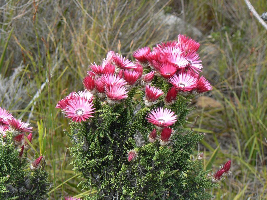 Van Den Berg'S Guesthouse Bettyʼs Bay エクステリア 写真
